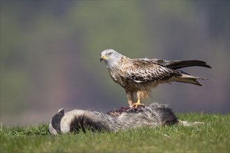 Rotmilan, red kite, Milvus milvus