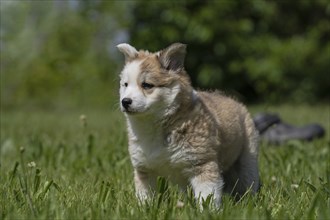 Little Icelandic bitch on the meadow