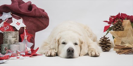 Lying Golden Retriever between Christmas decorations