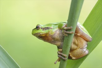 A European tree frog sitting on a reed