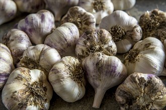 An over view of freshly picked garlic bulbs clustered together