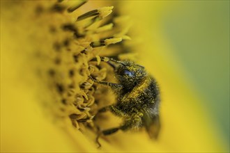 Bumblebee on Sunflower Helianthus annuus in golden sunset light