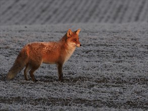 A red fox stands in a field at sunrise in January