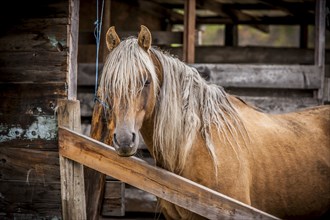 A close up of a beautiful horse at the barn in north Idaho