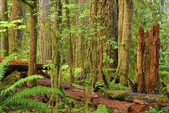 Temperate rainforest, Vancouver Island, British Columbia, Canada, North America