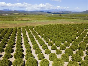 Drone shot, orange plantation, Skala, Mani, Lakonia, Peloponnese, Greece, Europe