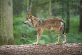 European gray wolf (Canis lupus), standing on tree trunk in forest, Germany, Europe