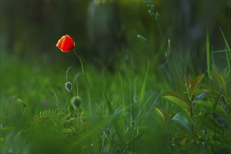 Close-up, poppy flowers (Papaver rhoeas), Neustadt am Rübenberge, Germany, Europe