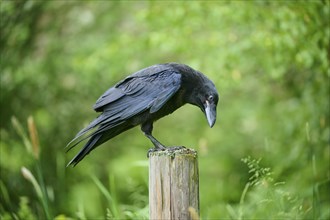 Common raven (Corvus corax), sitting on wooden pole, Bohemian Forest, Czech Republic, Europe