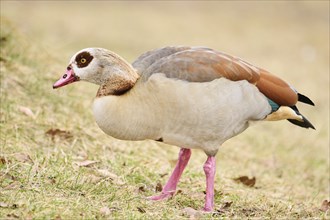 Egyptian goose (Alopochen aegyptiaca), standing on a meadow, Bavaria, Germany Europe