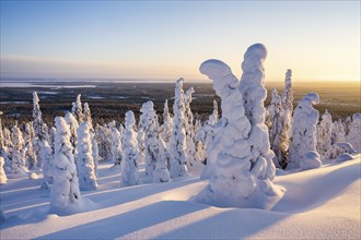 Snowed-in trees, winter landscape, Riisitunturi National Park, Posio, Lapland, Finland, Europe