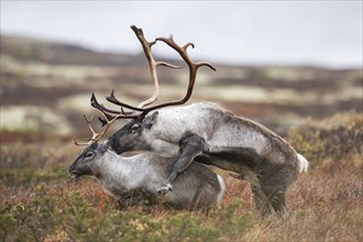 Wild mountain reindeer (Rangifer tarandus tarandus), reindeer, mating, rutting, in autumn tundra,