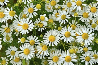 Blue chamomile (Matricaria chamomilla) flowering strip, sunrise, summer meadow, bee pasture,