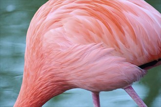 Greater flamingo (Phoenicopterus roseus), feathers, detail, Bavaria, Germany, Europe