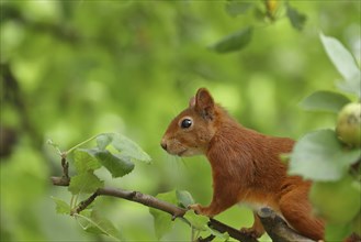 Eurasian red squirrel (Sciurus vulgaris), feeding in an apple tree in the garden, North