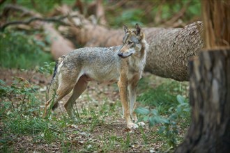 European gray wolf (Canis lupus), fawn in the forest, summer, Germany, Europe