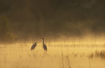 Great egret (Ardea alba), morning atmosphere, fog, water, Lower Austria