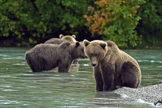 Brown bear (Ursus arctos) sitting on the shore while its siblings search for salmon in the water,