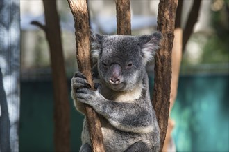 Koala (Phascolarctos cinereus), Lone Pine sanctuary, Brisbane, Queensland, Australia, Oceania