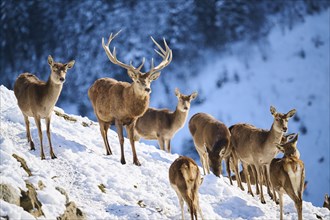 Red deer (Cervus elaphus) stag with a pack of hinds on a snowy meadow in the mountains in tirol,