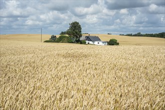 Field of ripe wheat in front of a farm in southern Skane, Sweden, Scandinavia, Europe