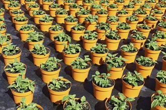 Field with yellow growing pots in a row, coneflower (Echinacea), nursery in the Volmerswerth