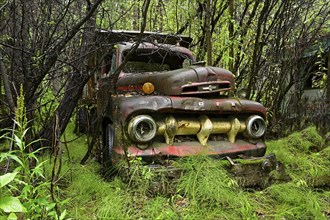 Antique car wreck stands in forest overgrown with plants, Alaska, USA, North America