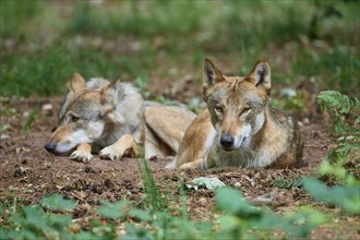 European gray wolf (Canis lupus), two animals lying in the forest, Germany, Europe