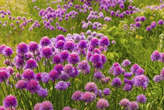 Flowering chives on the Elbe meadows in Dresden's Old Town