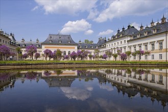 Pillnitz Palace Park Lilac Courtyard in full bloom