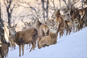 Red deer (Cervus elaphus) stags pack on a snowy meadow in the mountains in tirol, Kitzbühel,