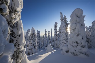 Snowed-in trees, winter landscape, Riisitunturi National Park, Posio, Lapland, Finland, Europe