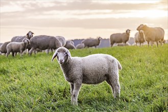 Flock of sheep, landscape on the Swabian Alb with sheep and lamb, Nerenstetten, Baden-Württemberg,