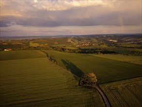 Fields near Babisnau in the evening. Babisnau poplar