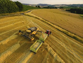 Grain harvest in a field near Babisnau on the outskirts of Dresden