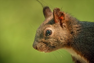 Eurasian red squirrel (Sciurus vulgaris), close-up, Ternitz, Lower Austria, Austria, Europe