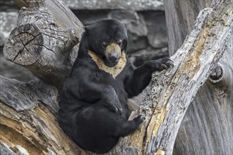 Sun bear (Helarctos malayanus) in zoo, zoological garden, native to Southeast Asia