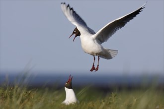 Black-headed Black-headed Gull (Chroicocephalus ridibundus), pair mating in the breeding colony,