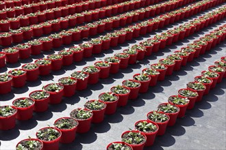 Field with red growing pots in a row, coneflower (Echinaceae), nursery in the Volmerswerth