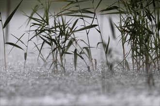 Raindrops, heavy rain, thunderstorm, Müritz National Park, Mecklenburg-Vorpommern, Germany, Europe