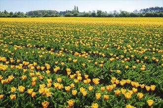 Tulip (Tulipa) field, Lower Saxony, Germany, Europe