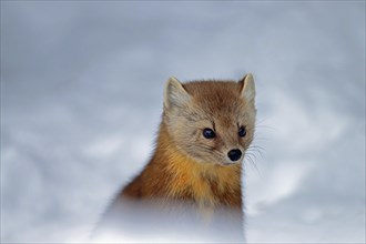 American marten (Martes americana), in the snow, portrait, Ontario, Canada, North America