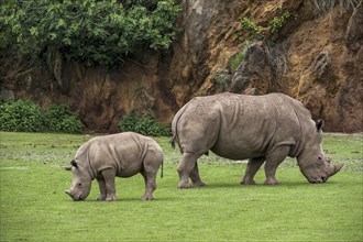 White rhino, Square-lipped rhinoceros (Ceratotherium simum) female and calf grazing grass