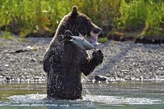 Brown bear (Ursus arctos) standing on its hind legs in the water with a freshly caught salmon in