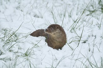 European otter (Lutra lutra), in the snow, winter, captive, Germany, Europe