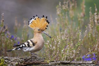 Hoopoe (Upupa epops) with food for the young birds, heathland, adult bird, Bird of the Year 2022,