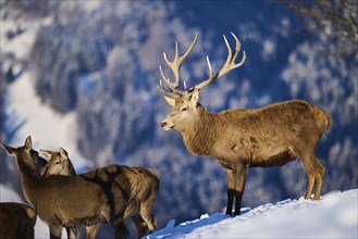 Red deer (Cervus elaphus) stag with pack on a snowy meadow in the mountains in tirol, Kitzbühel,