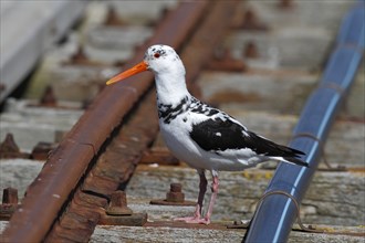 Eurasian oystercatcher (Haematopus ostralegus), leucism in an adult bird, Lower Saxony Wadden Sea