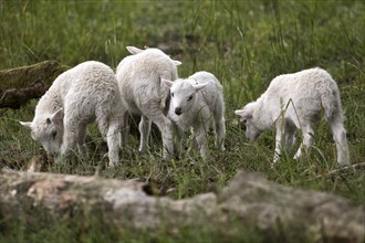 Young domestic sheep (Ovis gmelini aries) captive, Sababurg Zoo, Hofgeismar, Reinhardswald, Hesse,