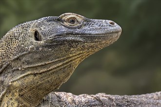 Komodo dragon, Komodo monitor (Varanus komodoensis) close-up, giant lizard native to the Indonesian